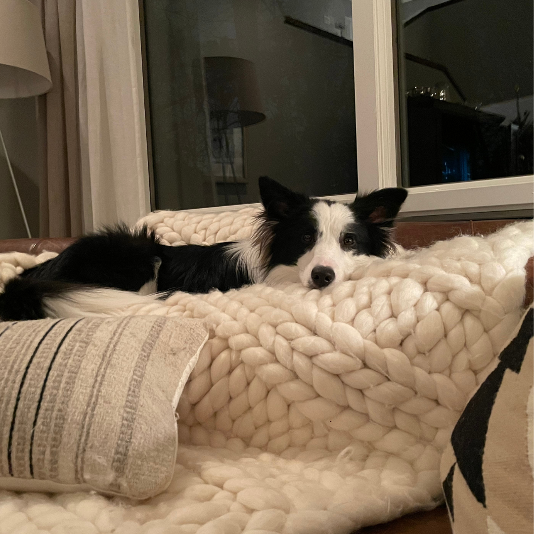 border collie