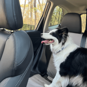 Dog in car