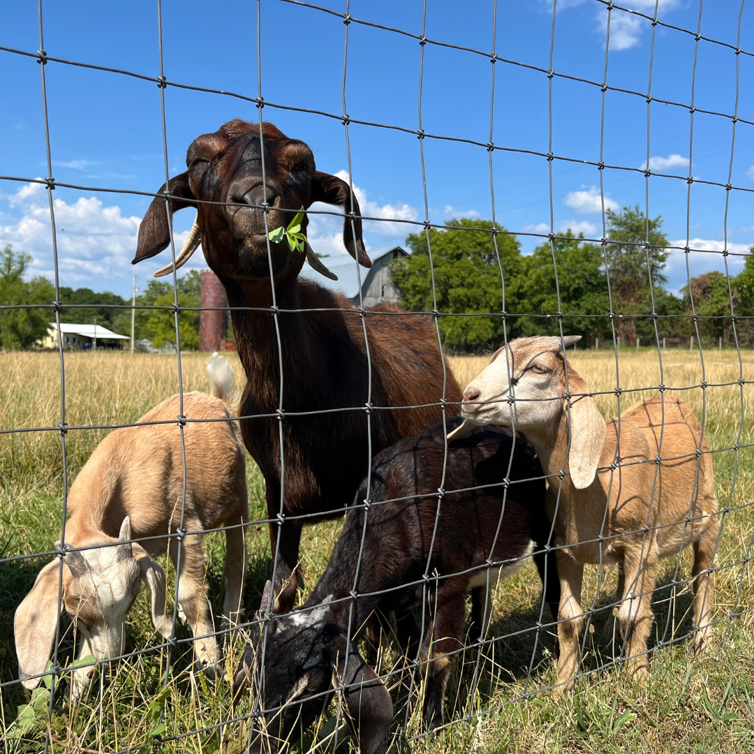 Sewanee goats